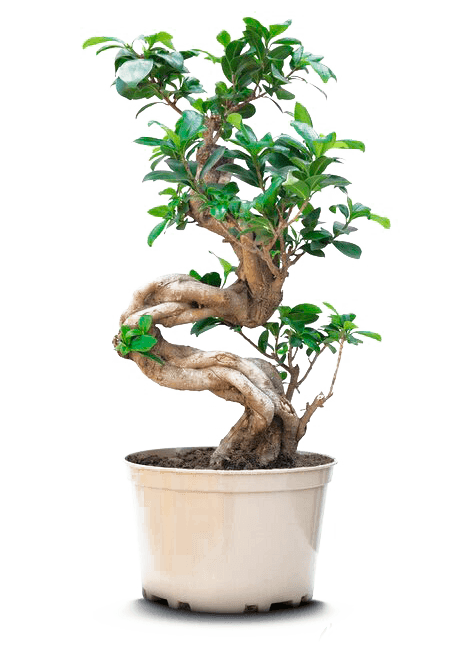 Проведение индивидуальных интервью и анкетирования руководителей