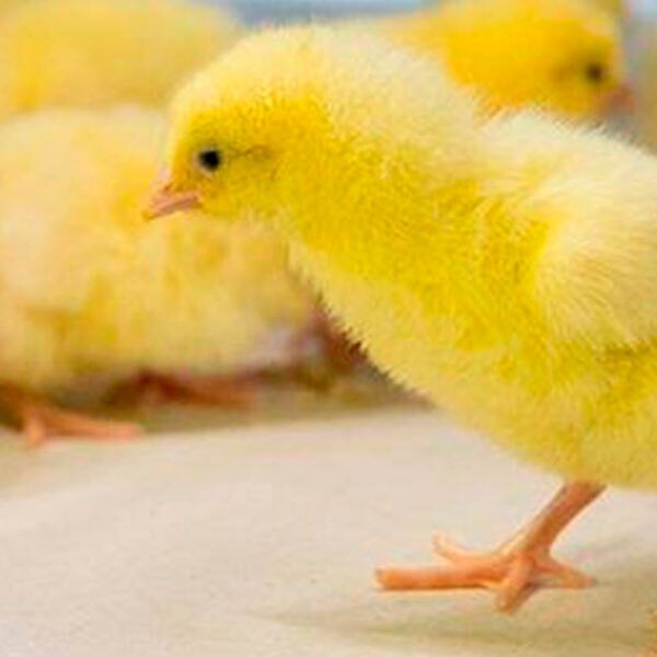 Маркетинговый аудит. Кейс Белоруснефть-Особино