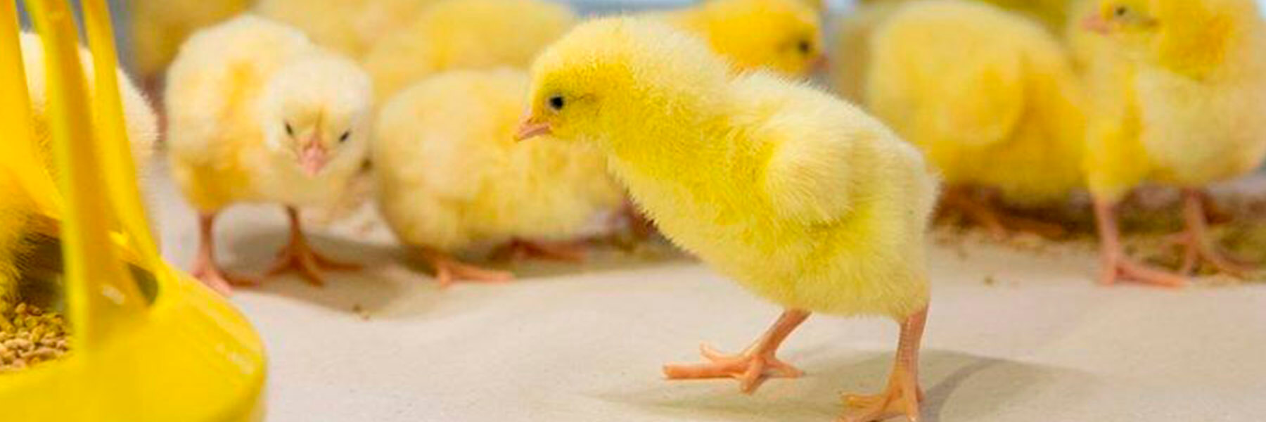 Маркетинговый аудит. Кейс Белоруснефть-Особино